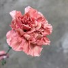 NEJLIKA PETRA GAMMELROSA
