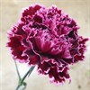 NEJLIKA VINRÖD 2-F. NOBBIO BURGUNDY