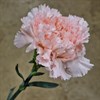 NEJLIKA ROSA HANOI