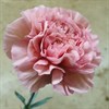 NEJLIKA LEGE PINK