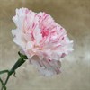 NEJLIKA 2-F. VIT/ROSA YUKARI CHERRYI