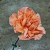 NEJLIKA ORANGE ARES