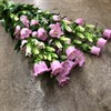CAMPANULA SNITT ROSA