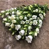CAMPANULA SNITT VIT