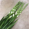 GLADIOLUS VIT