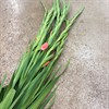 GLADIOLUS ROSA
