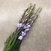 GLADIOLUS LJUSLILA