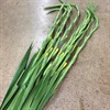 GLADIOLUS GUL