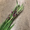 GLADIOLUS BRUNLILA INDIAN SUMMER URVAL