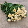 POLYANTHA TRINITY CREME 70 CM