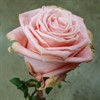 SOPHIA LOREN ROSA 50 CM