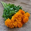 TAGETES ORANGE