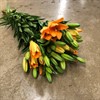 LILJA SUNDERLAND ORANGE AZ.4/5 KL