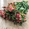ALSTROMERIA FASHIONISTA ROSA