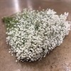 GYPSOPHILA XLENCE 750 GR