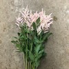 ASTILBE LJUSROSA EUROPA
