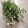 ASTER MONTE CASINO VIT SMÅBLOMMIG