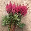 ASTILBE RÖD 60 CM