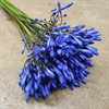 AGAPANTHUS BLÅ 70 CM