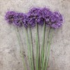 ALLIUM GLADIATOR LILA URVAL
