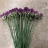 ALLIUM KUGEL VIN/LILA 65 CM