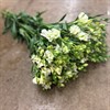 ALSTROMERIA HOLL PINOT CREME