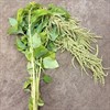 AMARANTHUS HÄNG GRÖN