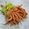 AMARANTHUS HOT BISCUITS BRONS
