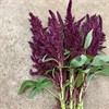 AMARANTHUS RÖD STÅ