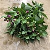 ALSTROMERIA HOLL LILA