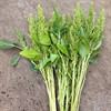 AMARANTHUS STÅ GRÖN
