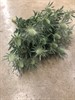 ERYNGIUM SIRIUS VIT 40 CM