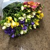 FREESIA PÅSK MIX 1X50 URVAL
