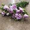 FREESIA ROSA DUBBEL