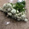 ASTRANTIA VIT SHAGGY 55 CM