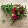 FREESIA RÖD DUBBEL EXPRESSION