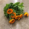 CALENDULA RINGBLOMMA ORANGE