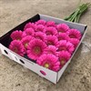 GERMINI ROSA BONO/SCOOP