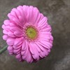 GERMINI LOVE ME ROSA