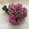 HORTENSIA SNITT PINK DARK RUBY