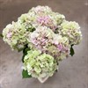 HORTENSIA SNITT VERENA CLASSIC ROSA GRÖN