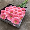 GERMINI JUNA/FANTASY ROSA