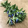 GENTIANA BLÅ