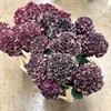 HORTENSIA SNITT M.RÖD MAGICAL DARK CLASSIC URVAL