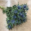 ERYNGIUM AQUARIUS 50 CM