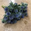 ERYNGIUM BLÅ MAGNETAR 40 CM
