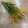 CROCOSMIA  GUL GEORGE DAVIDSON