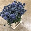ECHINOPS RITRO BLÅ