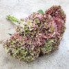 HORTENSIA SNITT AMETHYST ROSA 60 CM