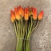 KNIPHOFIA ORANGE